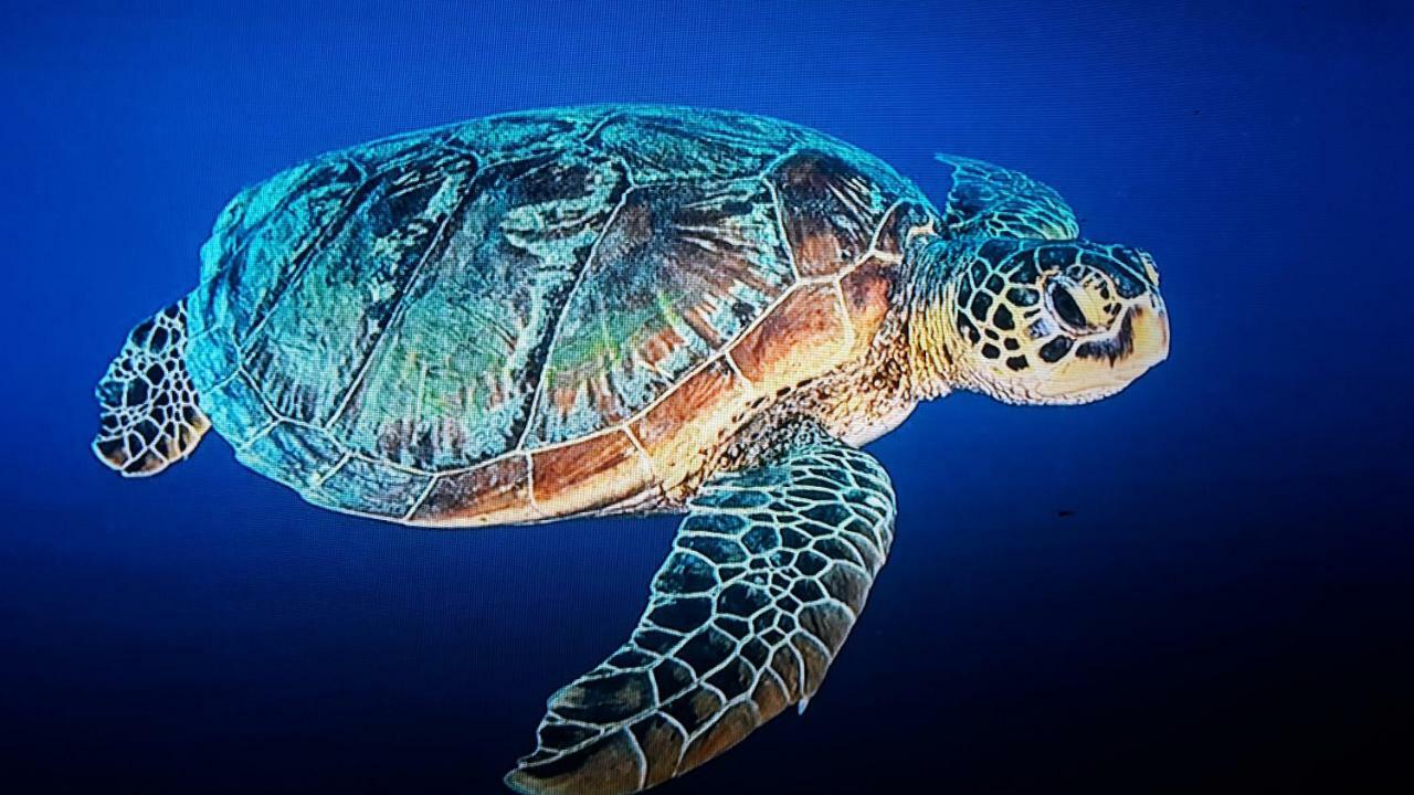 ホテルジュプン バンガローズ ギリ島 エクステリア 写真